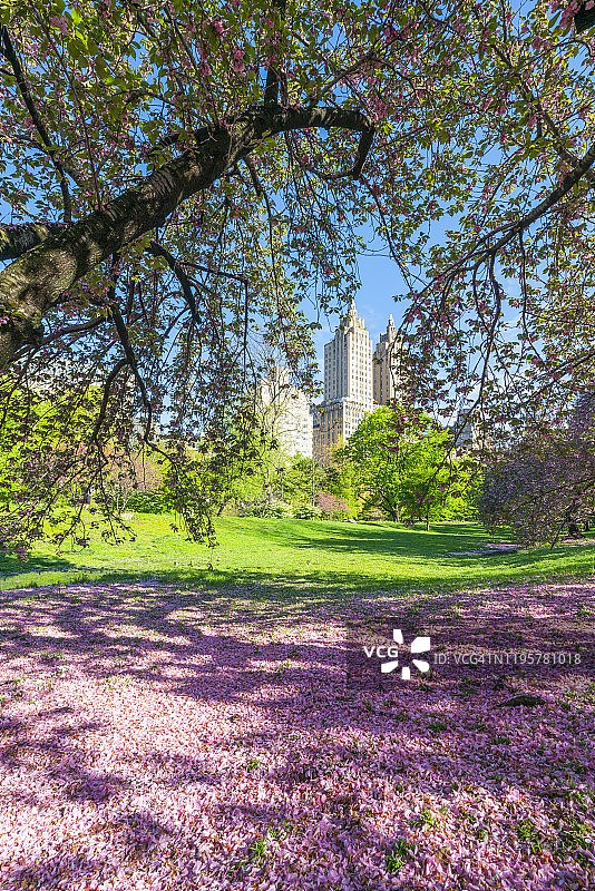 2019年5月6日，美国纽约，春天的日出照亮了埃尔多拉多双子塔，在美国纽约中央公园草坪上生长着新鲜的绿树和掉落的樱花花瓣。图片素材