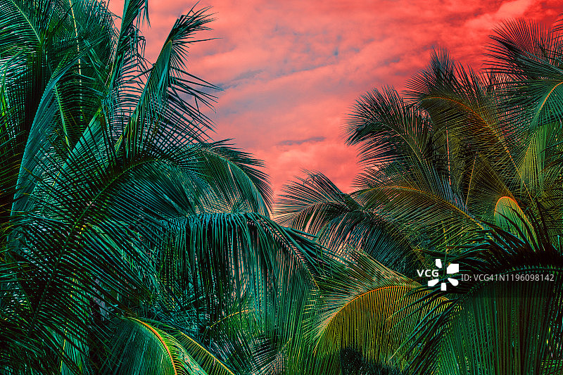 丛林里梦幻般的棕榈树图片素材