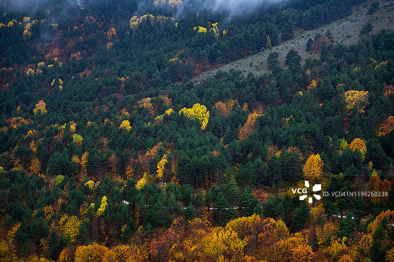 森林里秋天的迹象图片素材