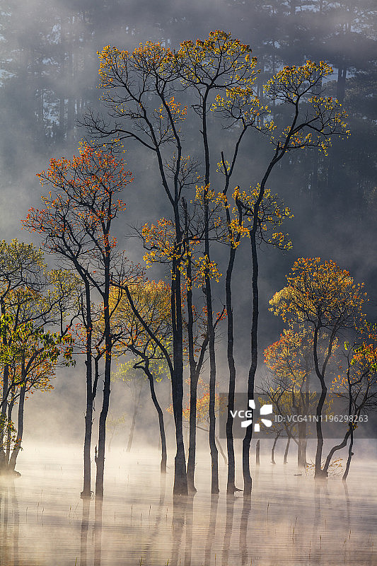 湖上秋色斑斓的森林图片素材