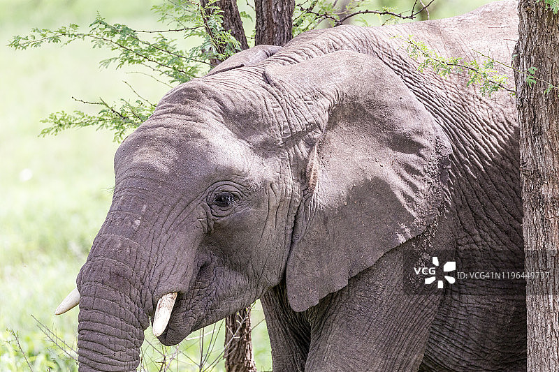 非洲荒野中的大象图片素材