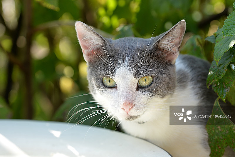 在一个炎热的夏天，一只猫在花园里喝水图片素材