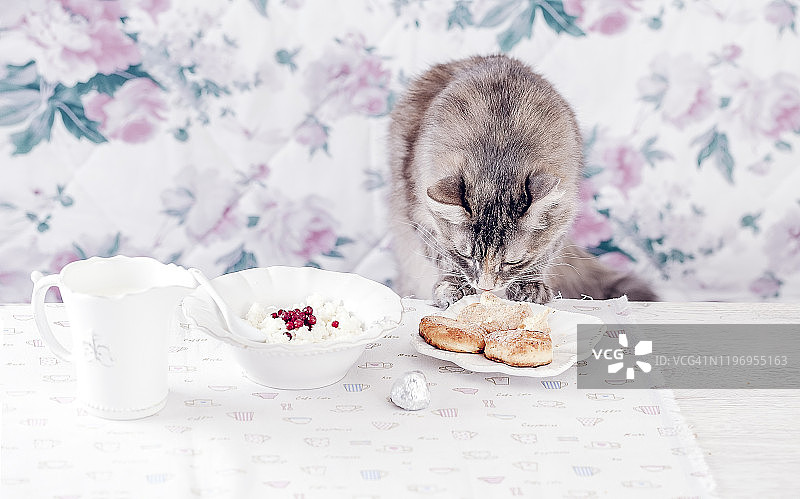 桌上有灰猫的早餐。猫在白色亚麻桌布上吃东西图片素材