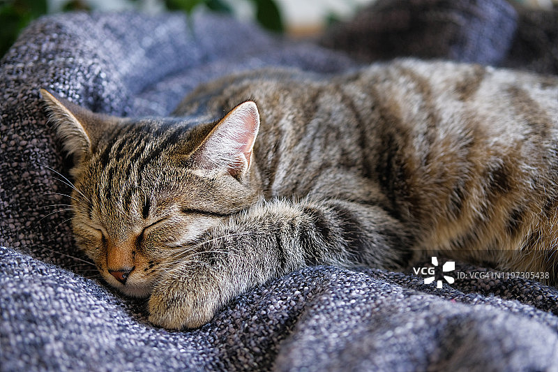 家猫蜷缩着躺在一条针织毯子上睡觉。图片素材