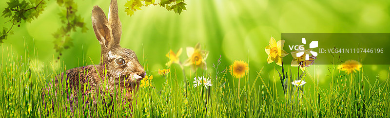 春天草地上的复活节兔子图片素材