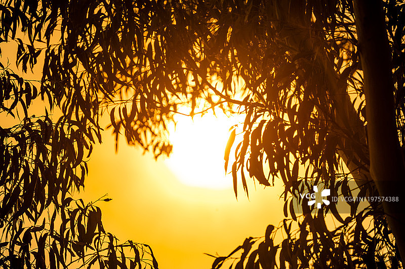 阳光透过树叶与橙色的天空从丛林火烟，澳大利亚图片素材