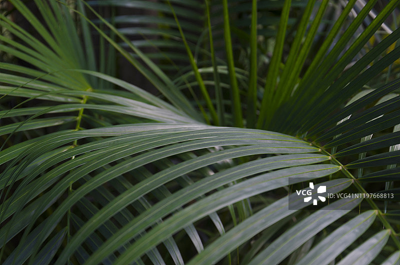 棕榈树的叶子图片素材
