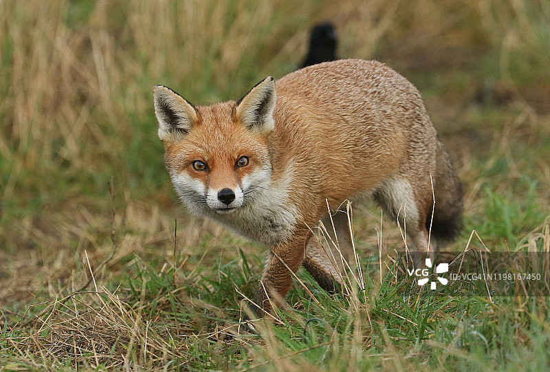 一只美丽的野生红狐(Vulpes Vulpes)正在田野里寻找食物吃。图片素材