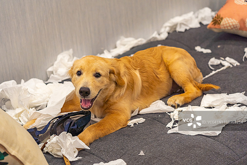 淘气的金毛猎犬在沙发床上玩卫生纸图片素材