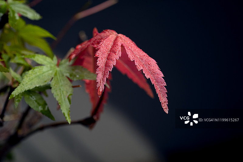 微距摄影的红叶日本枫树(宏)与黑暗的背景图片素材