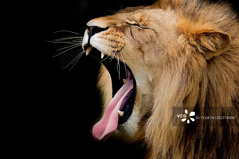 大狮子在黑色上张开舌头图片素材