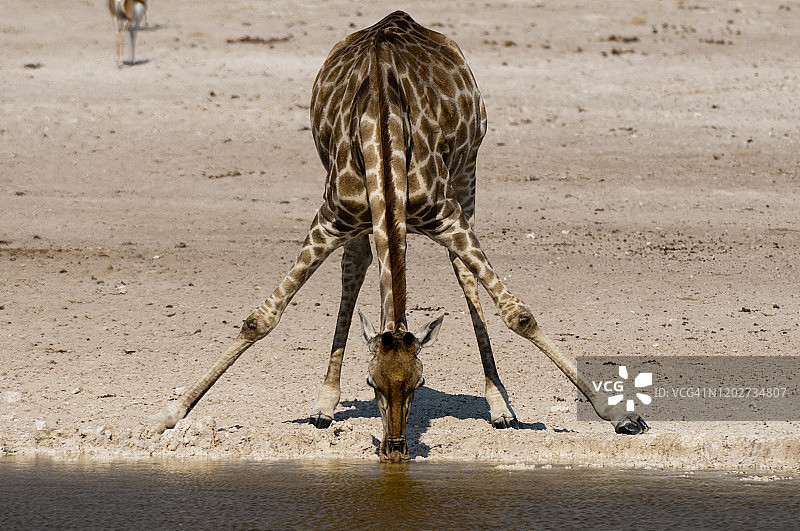 纳米比亚，Etosha国家公园，在水坑里喝水的长颈鹿(长颈鹿驼豹)图片素材