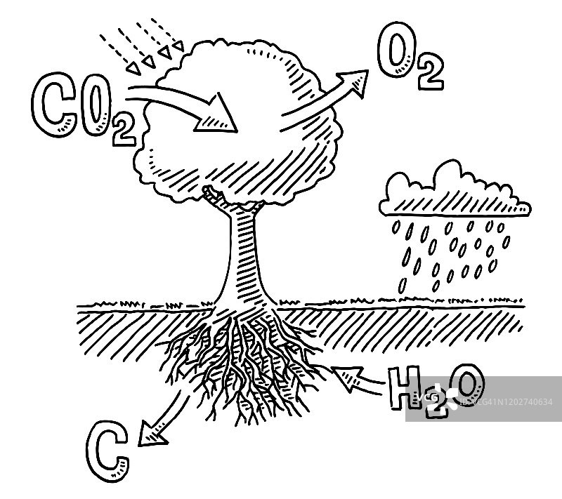 树木二氧化碳吸收信息图绘制图片素材