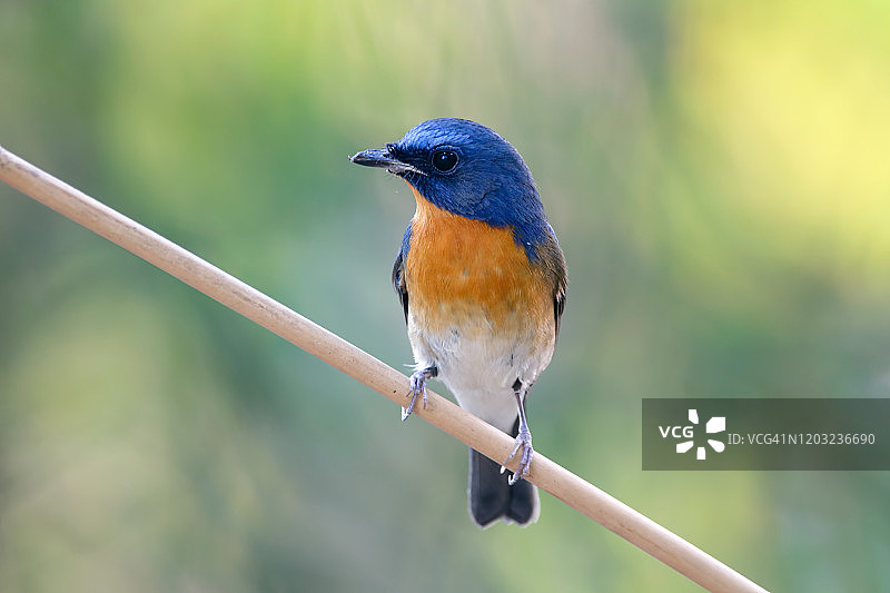 泰国美丽的雄鸟青色中国捕蝇鸟在树上栖息图片素材