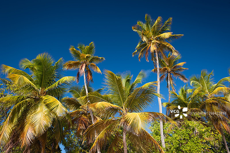 深蓝色天空下的棕榈树，盐湖，马提尼克岛图片素材