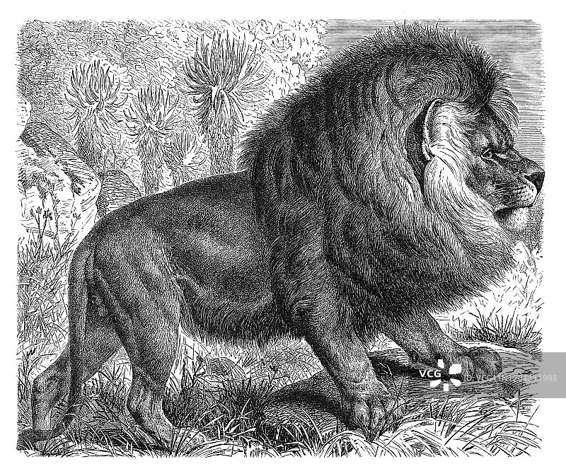 南非狮角插图1897图片素材