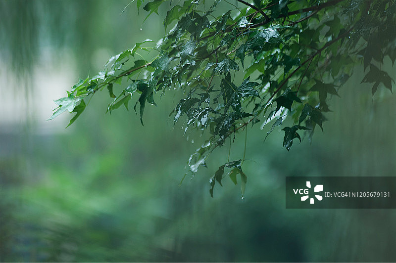 下雨天，绿色的树枝上带着潮湿的树叶图片素材