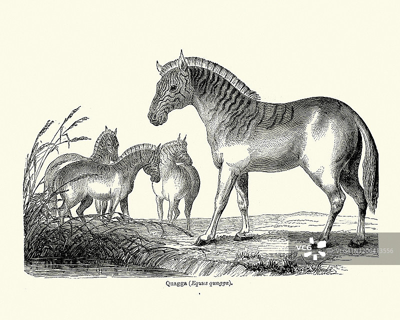 斑驴，一种已灭绝的平原斑马亚种图片素材