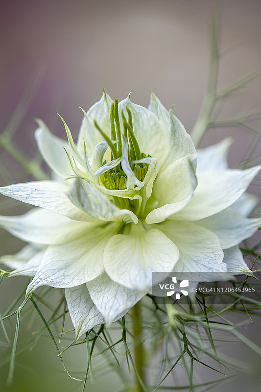 美丽的春天的雾中爱的白色花也被称为Nigella damascena的特写图像图片素材