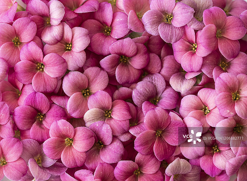 粉红色花的背景。图片素材