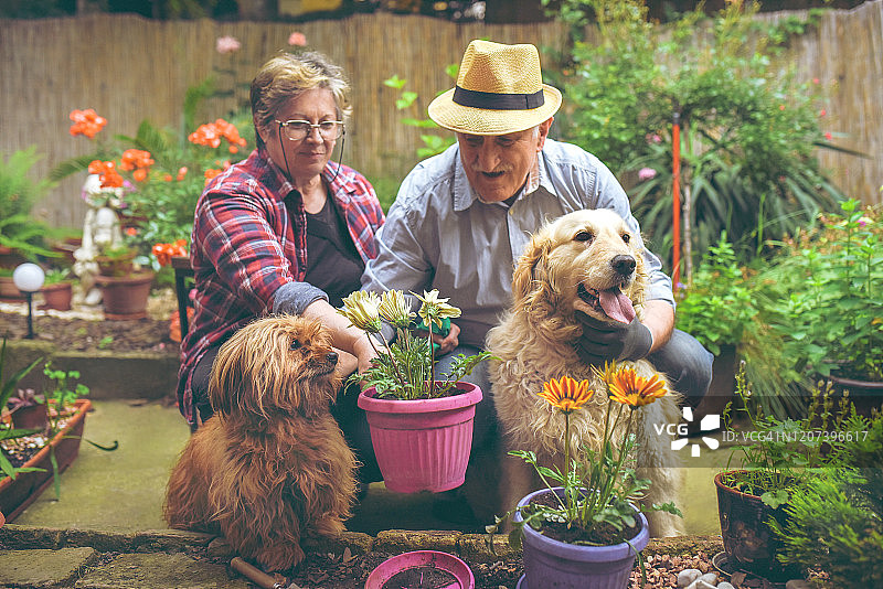老年人在花园里布置花，有一只狗陪伴图片素材