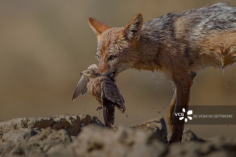豺狼在非洲的荒野里捕食鸽子图片素材