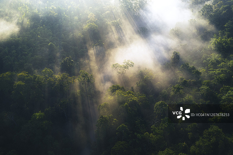 森林里的日出和晨雾图片素材