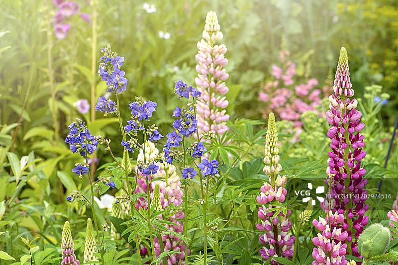 在朦胧的阳光下，一个美丽的夏日英国小屋花园，有卢平花和雅克布梯——希腊瓦莱莲图片素材