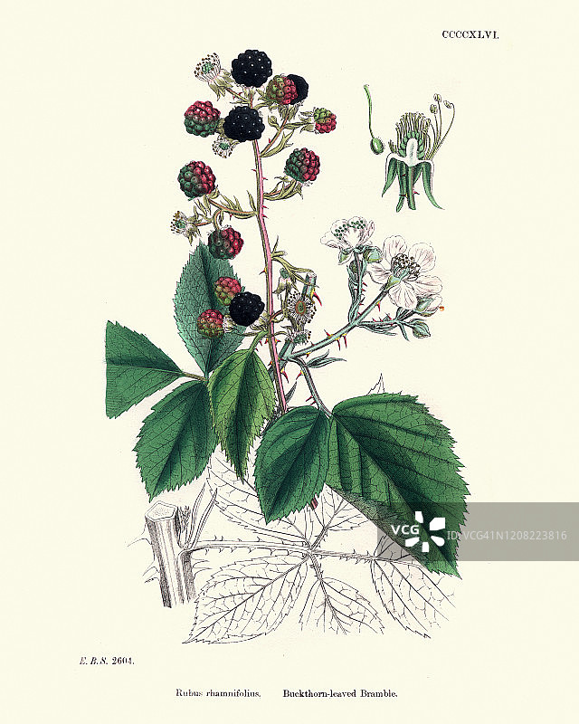 自然历史，植物学，花纹，鼠李叶黑莓(黑莓)图片素材
