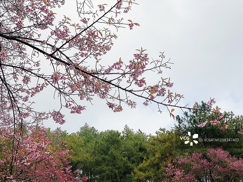 泰国清迈的粉红樱桃花及其分枝。图片素材