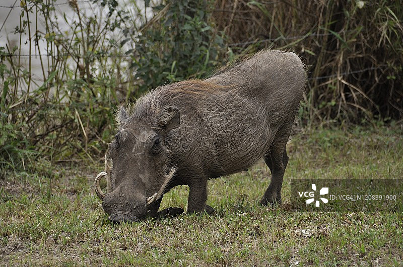 一只在非洲大草原上吃草的疣猪图片素材
