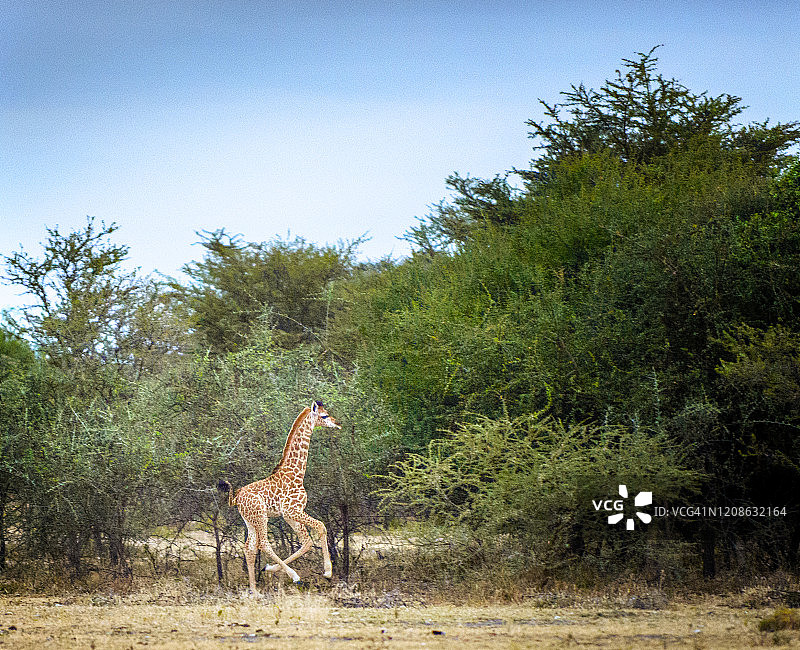 坦桑尼亚塞伦盖蒂的小长颈鹿在金合欢树丛中跳跃图片素材