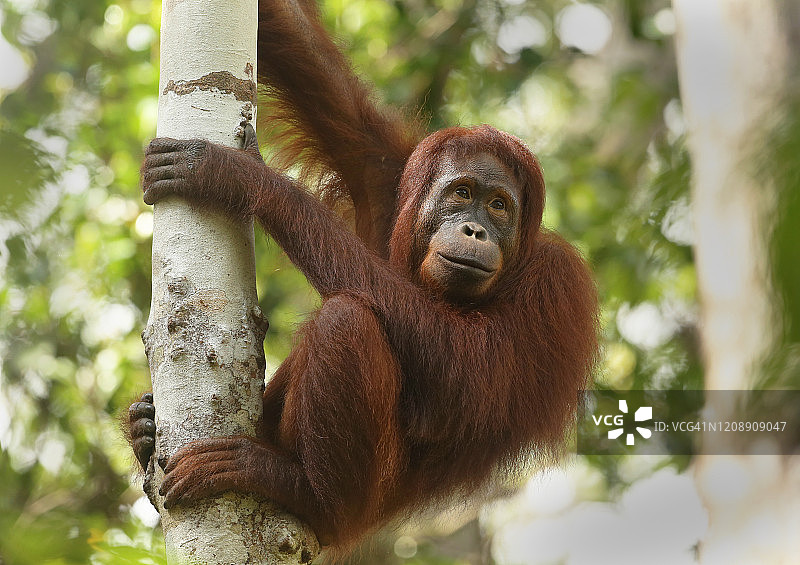 婆罗洲树上的小猩猩图片素材