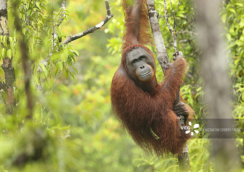 猩猩在婆罗洲的雨林中移动图片素材