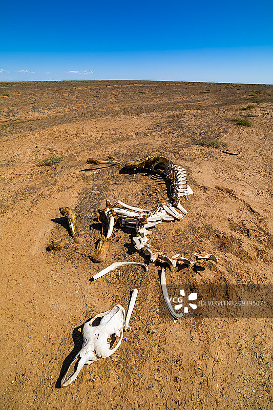 日落时分沙漠中的骆驼骨架。全球气候变暖的概念图片素材