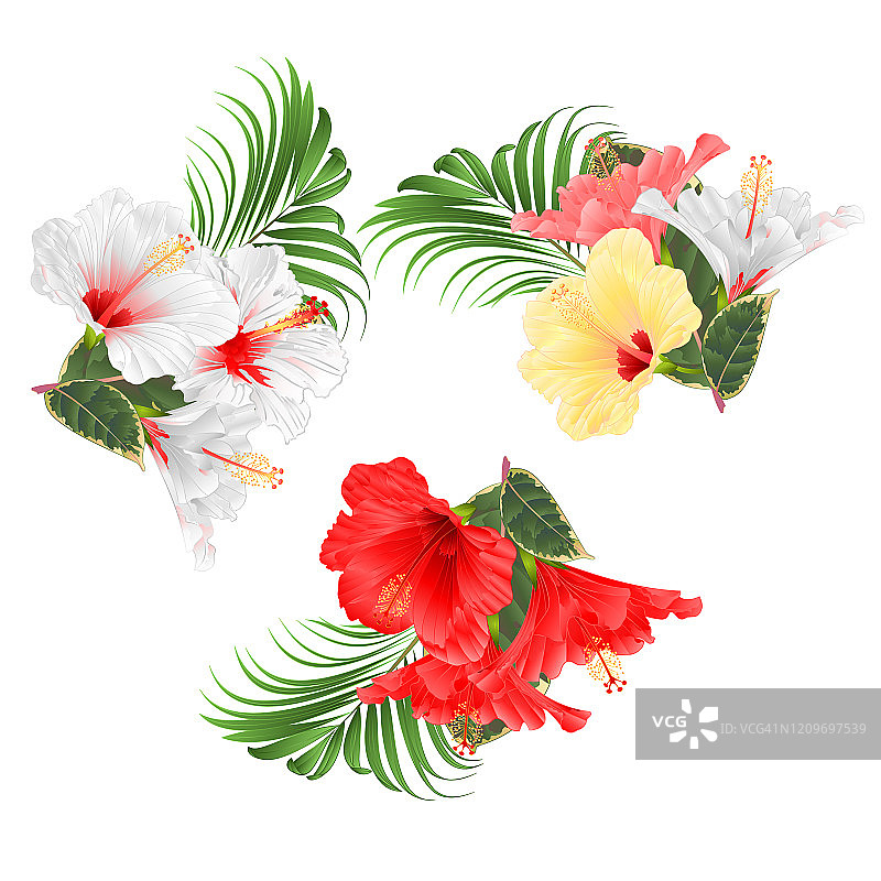 热带花卉的插花，以白色红色各种木槿和榕树和棕榈树设置水彩在白色背景复古矢量插图编辑图片素材