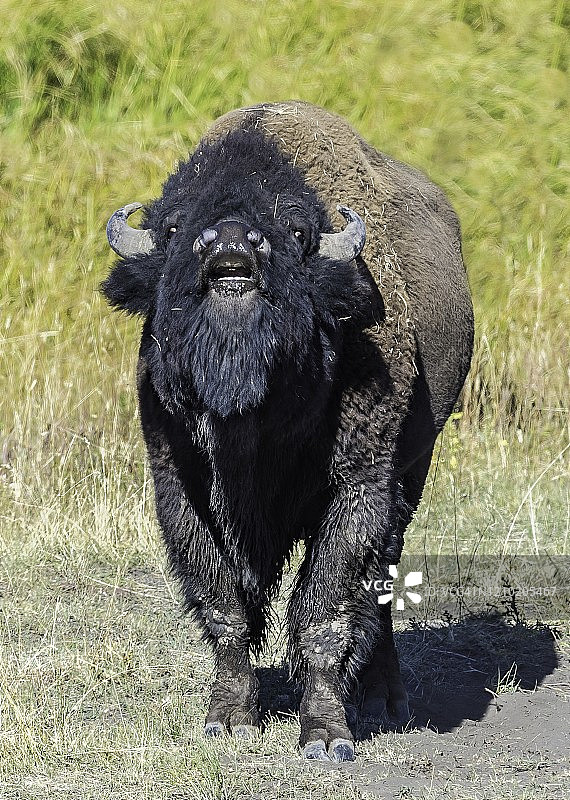 在黄石国家公园发现的一只雄性美洲野牛或野牛(bison bison)的flehmen反应或flehmen反应，通常也被称为美国水牛或水牛。图片素材