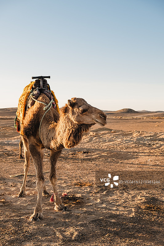 摩洛哥沙漠中的野生骆驼图片素材