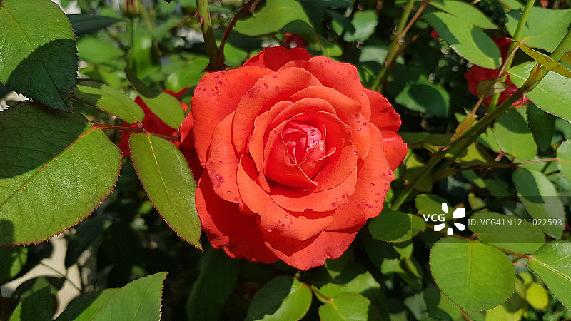 鲜红的玫瑰花在郁郁葱葱的绿叶玫瑰丛中的特写。花坛里，繁盛的红花花瓣。图片素材