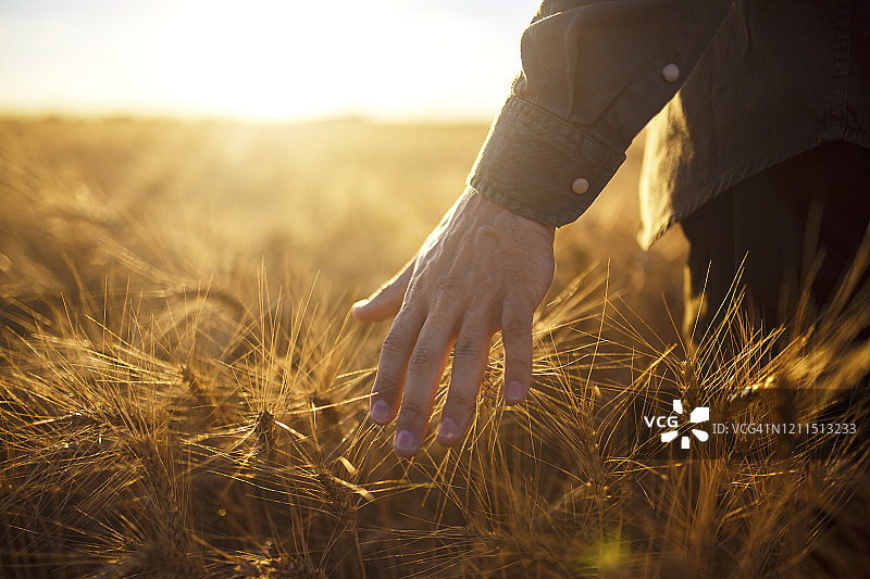 农民在田间行走时，手摸金黄色的麦穗。图片素材