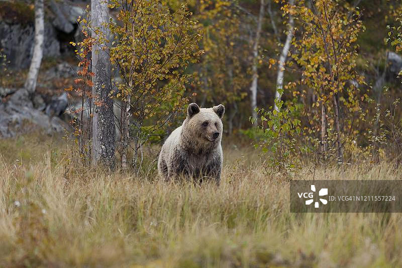 棕熊(Ursus arctos)，芬兰库赫莫北卡累利阿的芬兰针叶林秋季幼小的动物图片素材