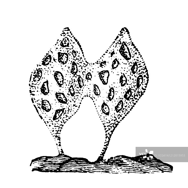格蕾虫是格蕾虫科的一种钙质海绵图片素材