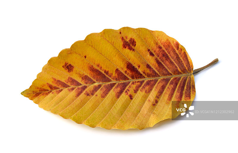 秋天山毛榉的叶子孤立在白色图片素材