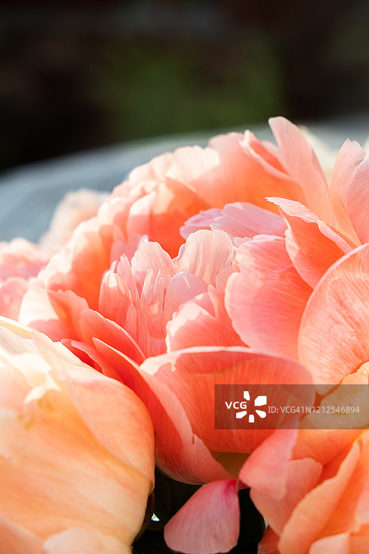 花园里的木桌上，玻璃花瓶里放着漂亮的粉红色和珊瑚色牡丹。图片素材