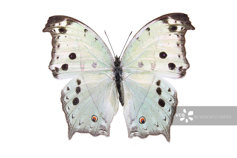 蝴蝶Nymphalidae:耀眼的颜色图片素材