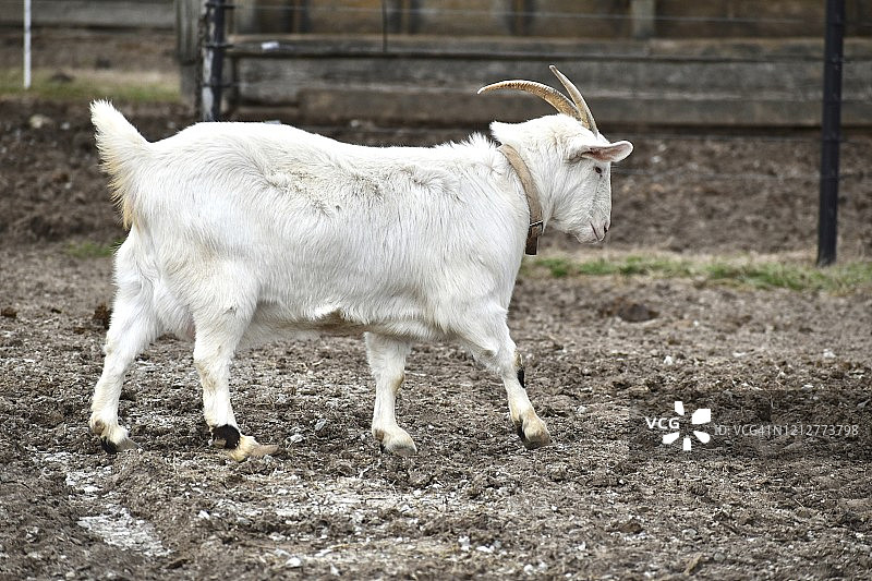 谷仓里的白山羊尾巴图片素材