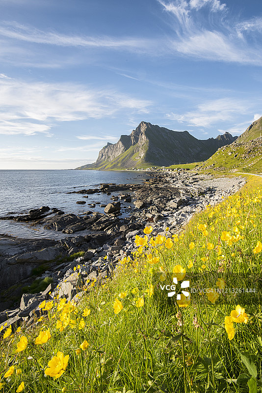 欧洲挪威罗浮敦群岛的花图片素材