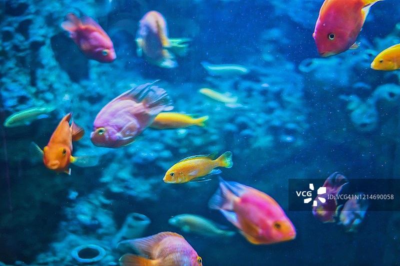 彩色热带鱼的特写鱼缸图片素材
