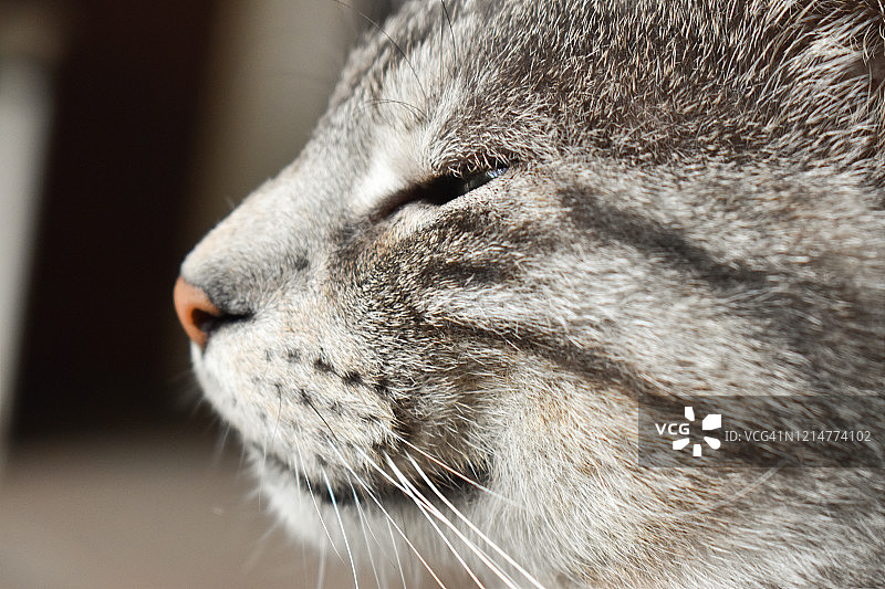 侧面肖像的一个美丽的灰色虎斑猫图片素材