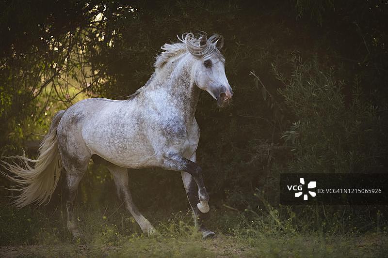 P.R.E.种马灰色种马驰骋在草地上;安达卢西亚,西班牙图片素材